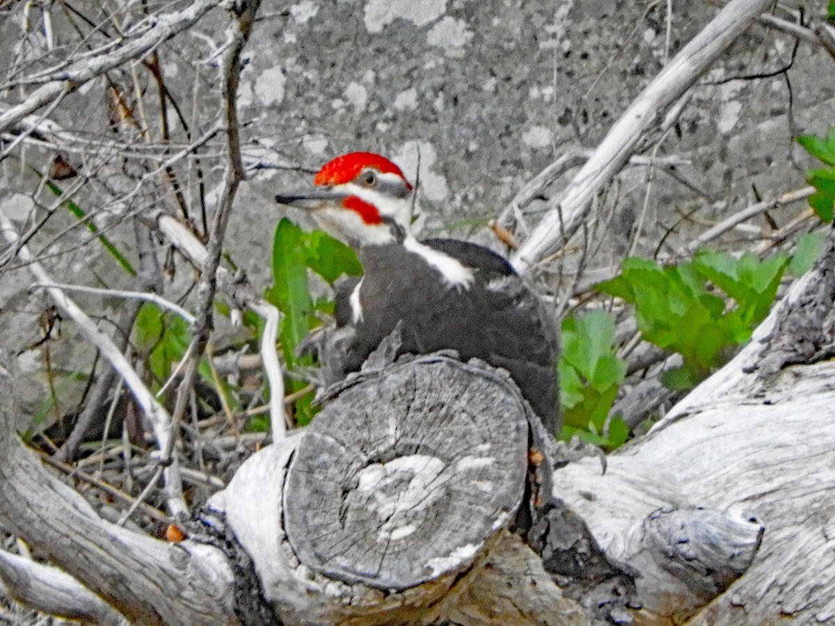 Pileated Woodpecker - ML618969456