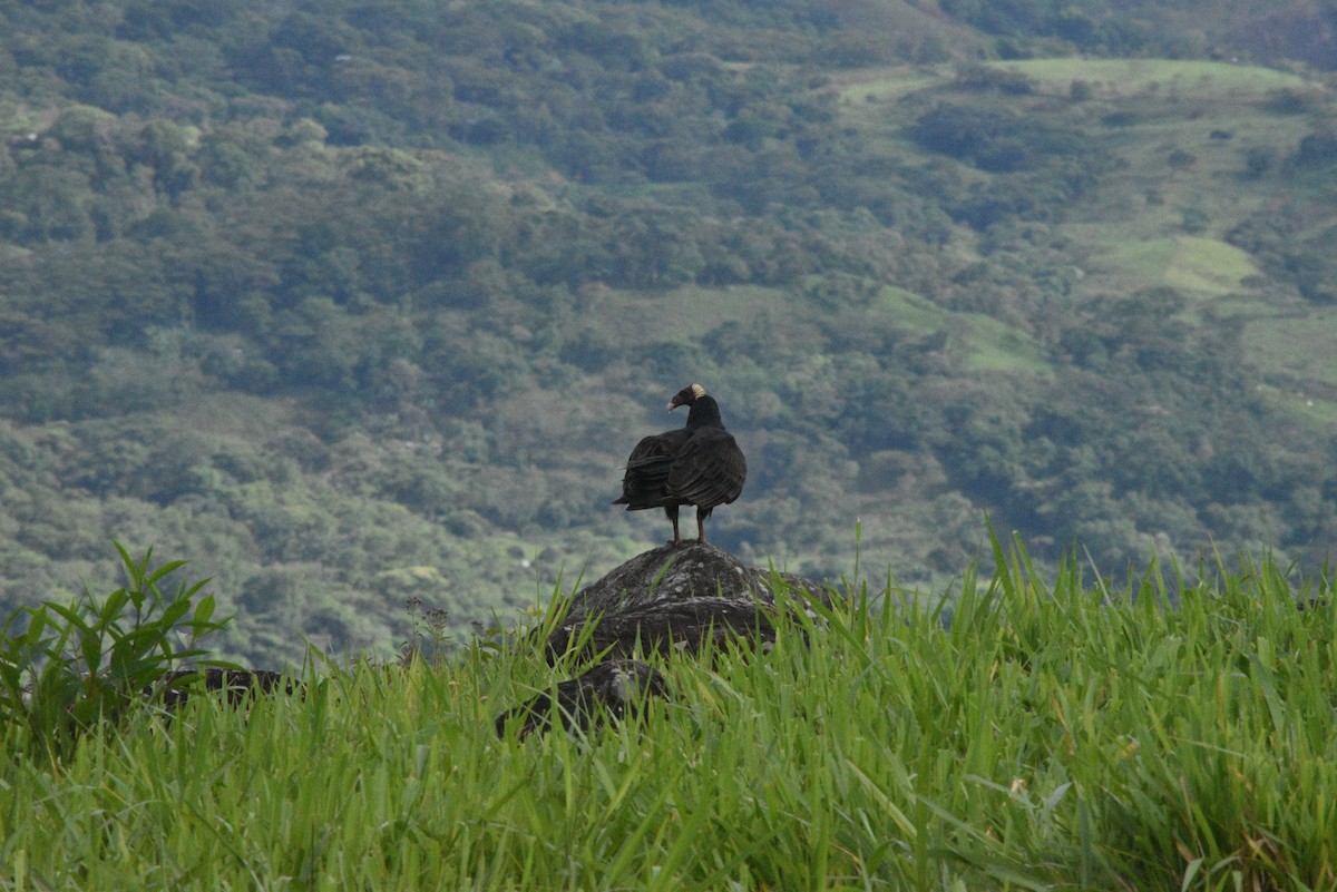 Turkey Vulture - ARNOLD RODRIGUEZ