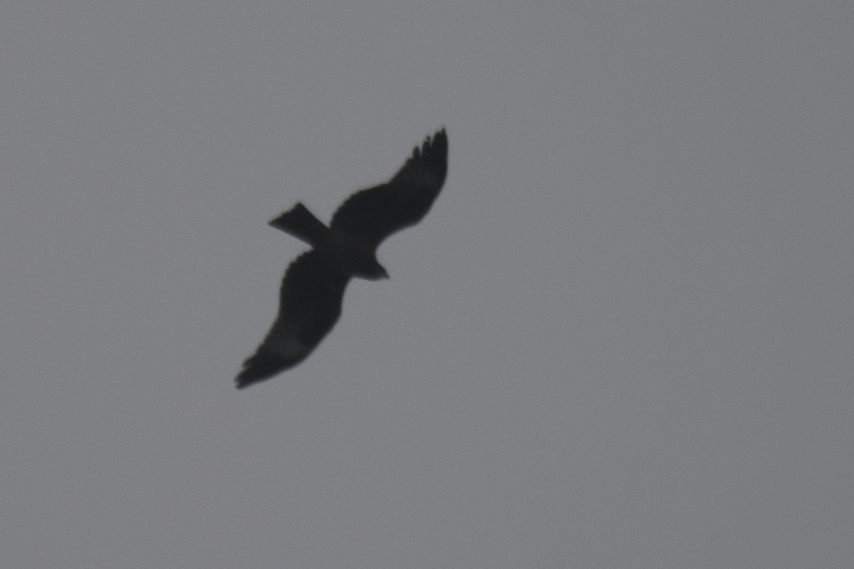 Black Kite - SOVON PARBAT