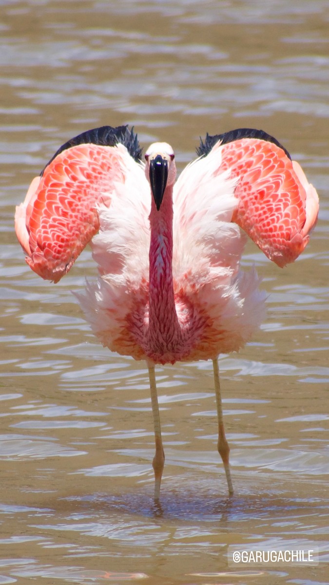 Andean Flamingo - ML618969482