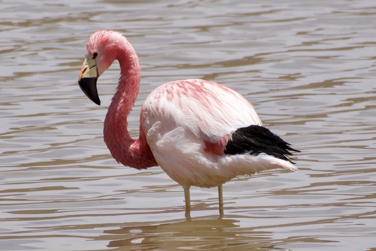 And Flamingosu - ML618969483