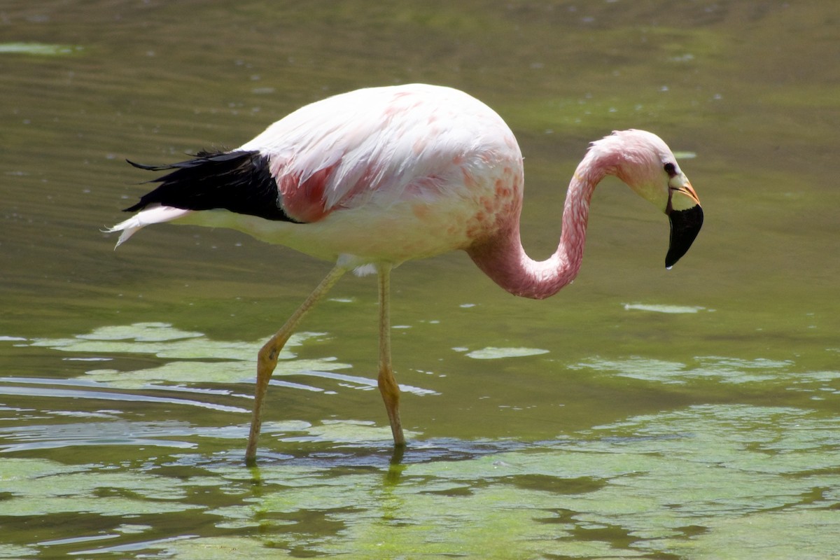 Andean Flamingo - ML618969484