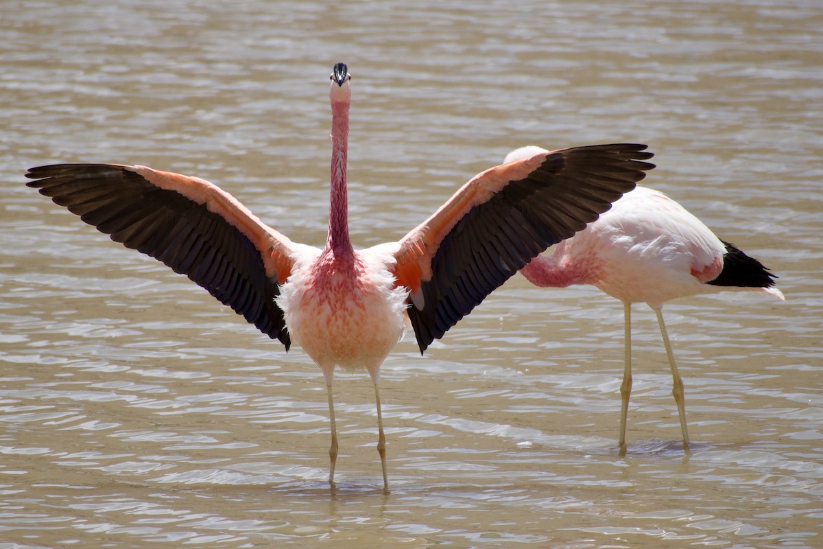 And Flamingosu - ML618969486