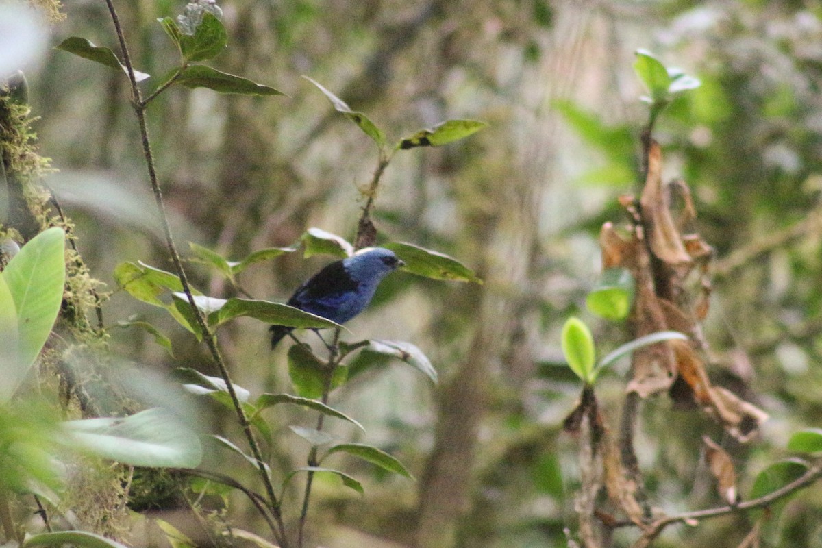 Blue-and-black Tanager - ML618969491