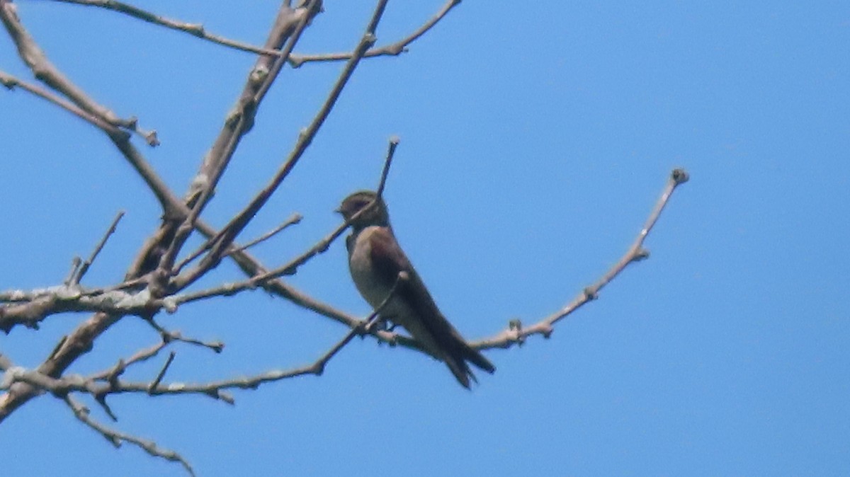 Northern Rough-winged Swallow - ML618969508