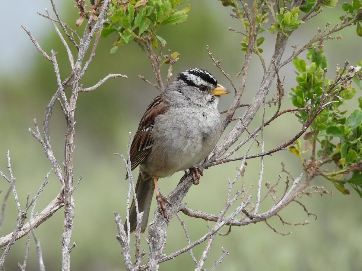 White-crowned Sparrow - ML618969518