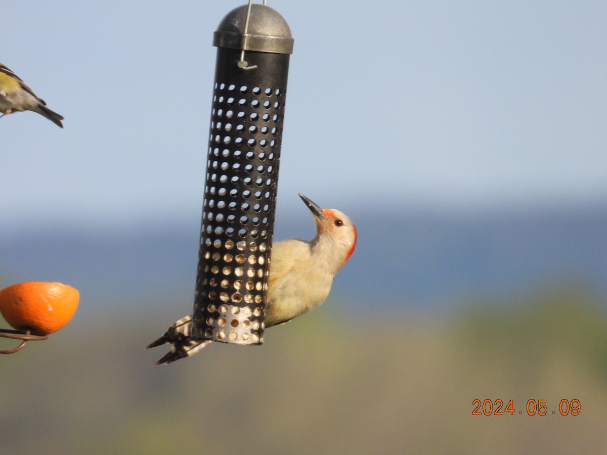 Red-bellied Woodpecker - ML618969540