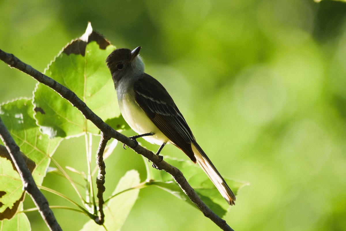 Great Crested Flycatcher - ML618969543