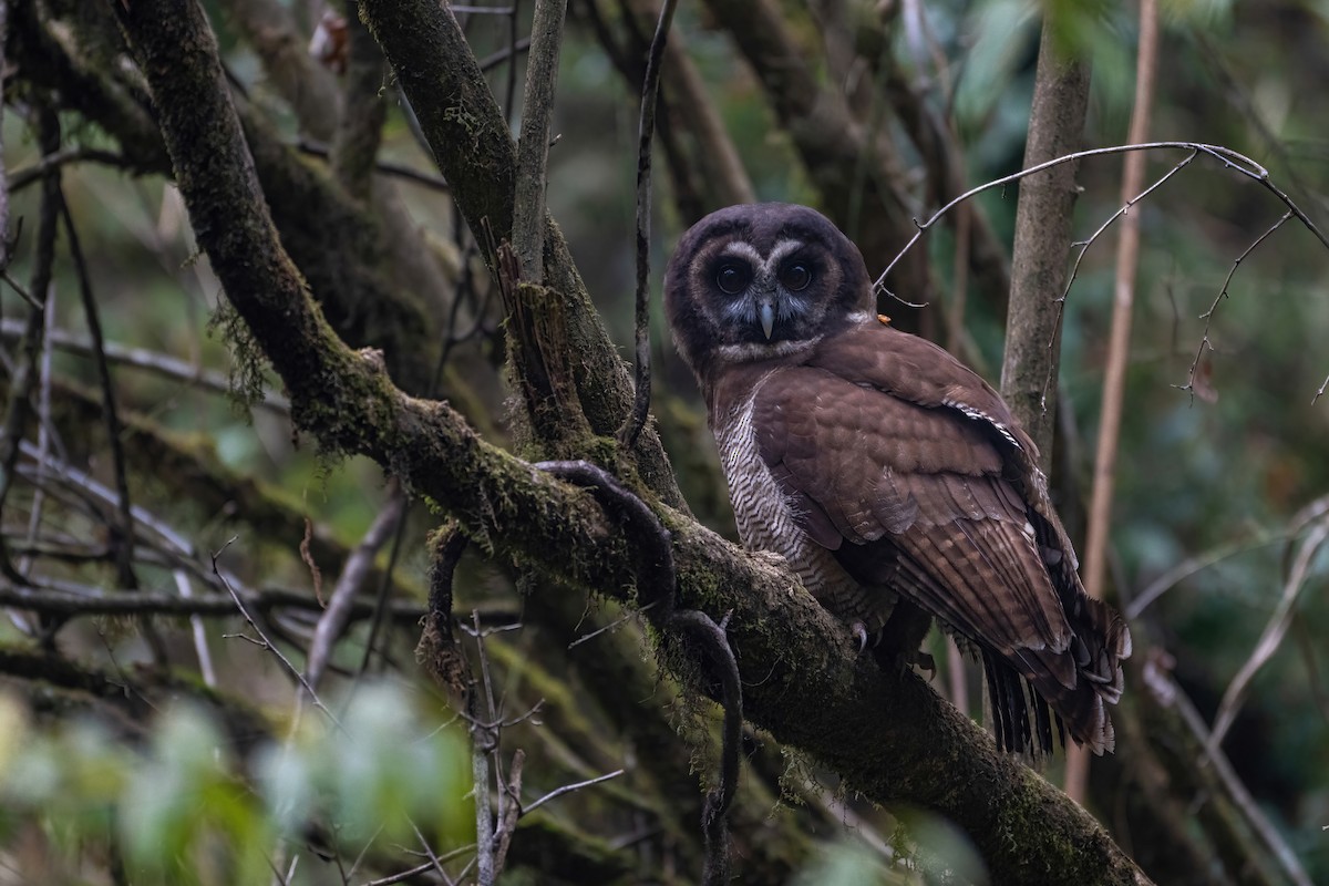Brown Wood-Owl - Deepak Budhathoki 🦉