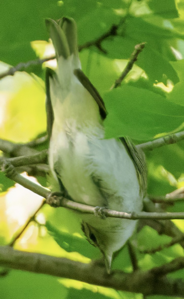 Red-eyed Vireo - Scott Young