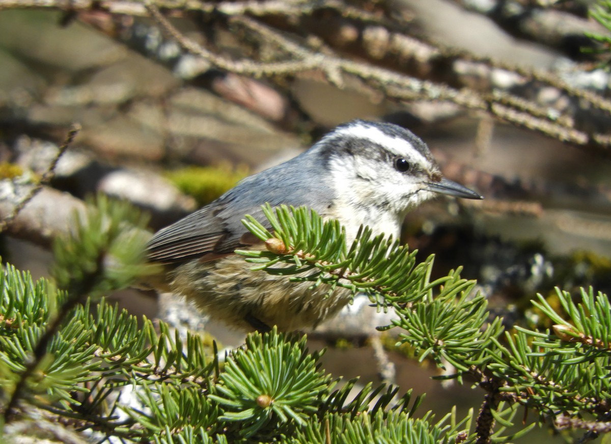 Red-breasted Nuthatch - ML618969576