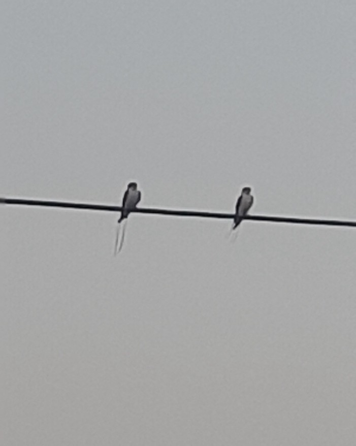 Wire-tailed Swallow - ML618969579