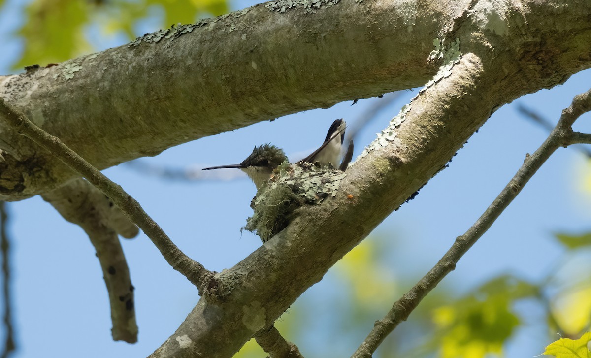 Ruby-throated Hummingbird - P Carl