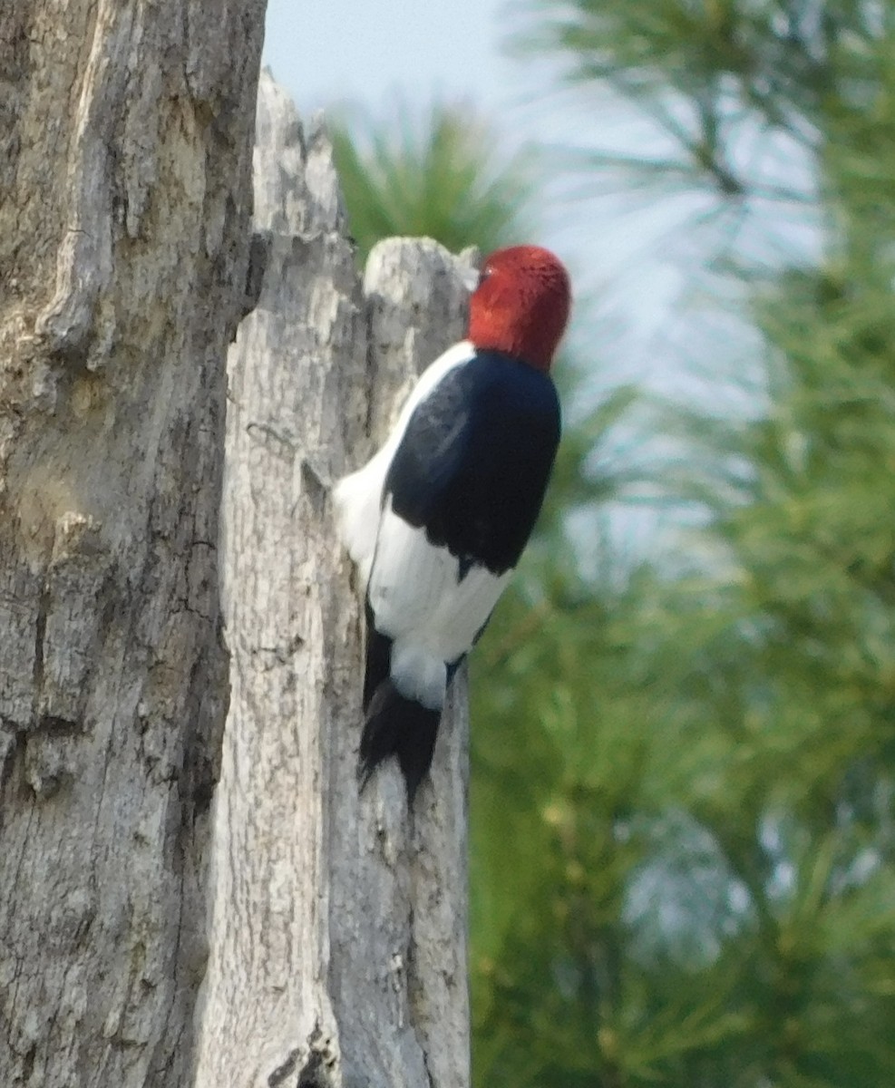 Red-headed Woodpecker - ML618969605