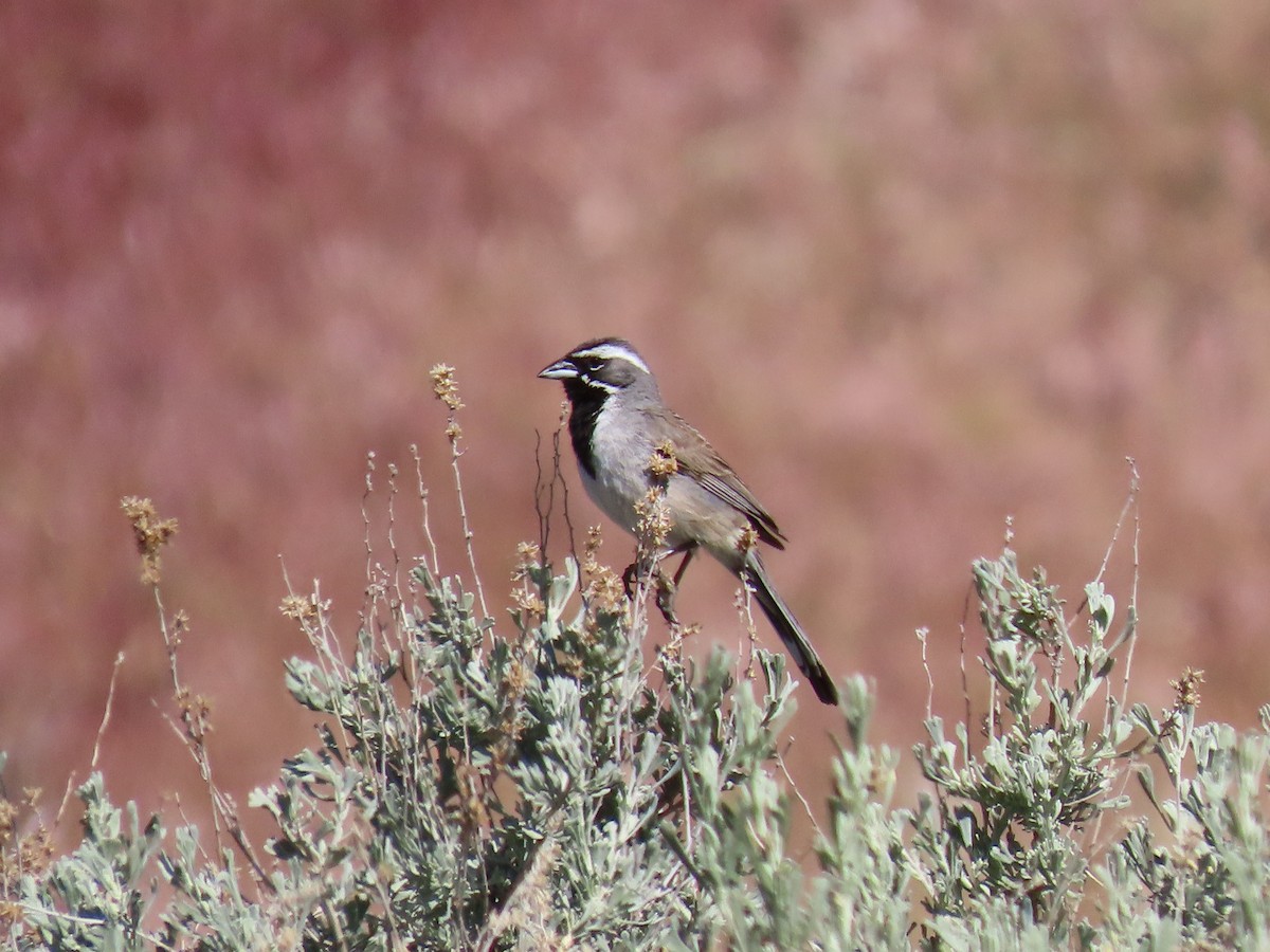 Black-throated Sparrow - ML618969659