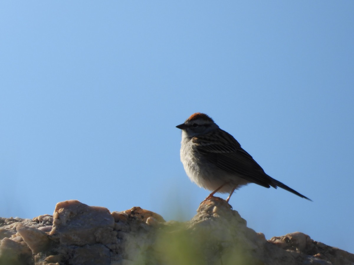 Chipping Sparrow - ML618969661