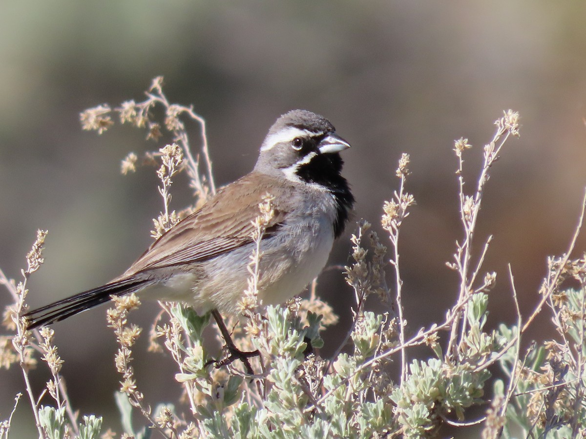 Black-throated Sparrow - Brent Thomas
