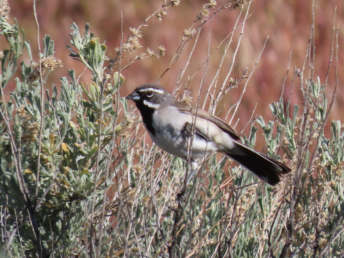 Black-throated Sparrow - ML618969670