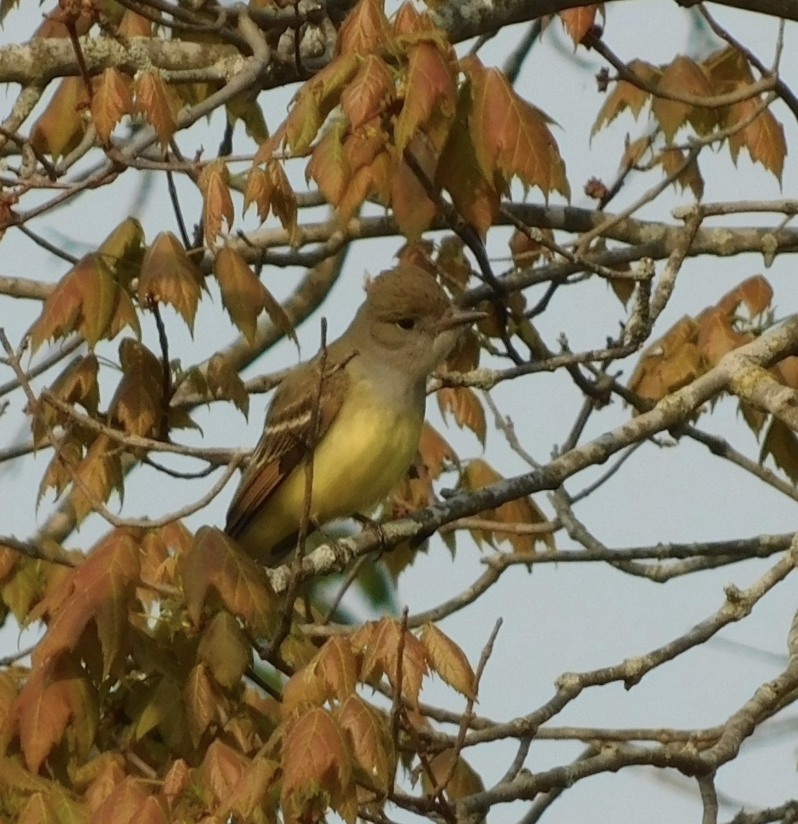 Great Crested Flycatcher - ML618969674