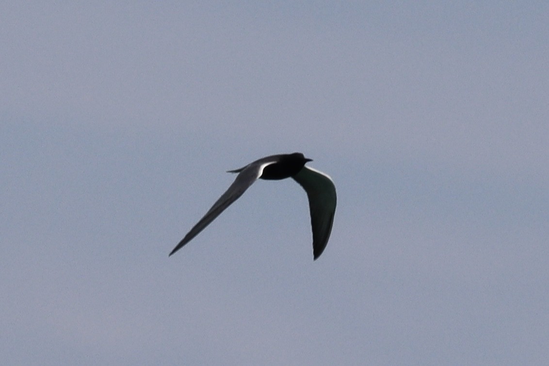 Black Tern - ML618969679