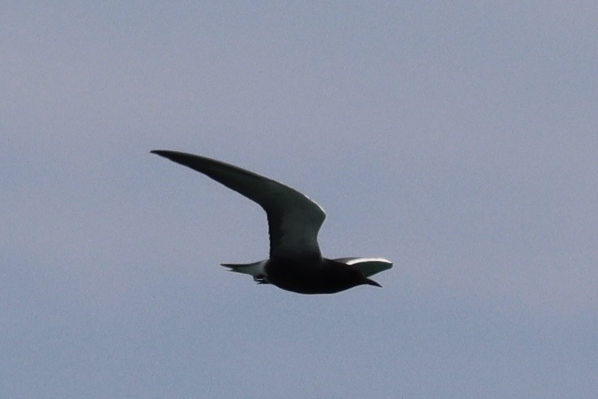 Black Tern - ML618969682