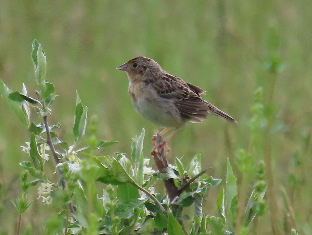 Grasshopper Sparrow - Barbara Mansell