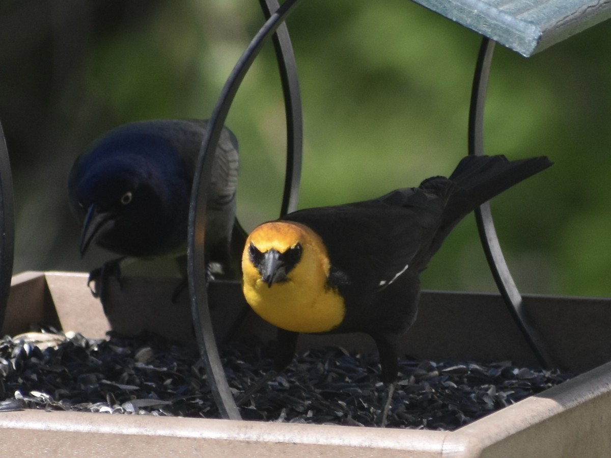 Yellow-headed Blackbird - Jonathan Sellman