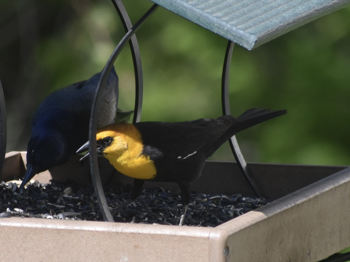 Yellow-headed Blackbird - ML618969687