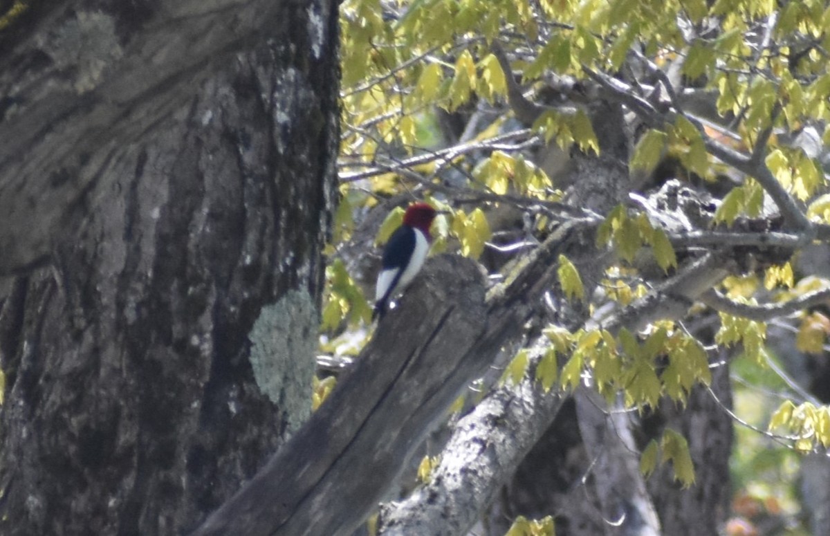 Red-headed Woodpecker - ML618969747
