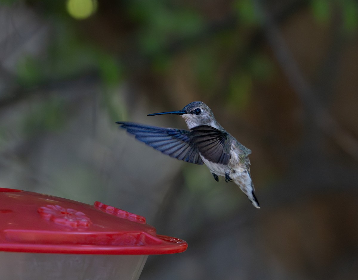 Black-chinned Hummingbird - Cristian Orellana