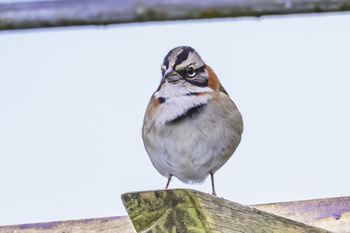 Rufous-collared Sparrow - ML618969790