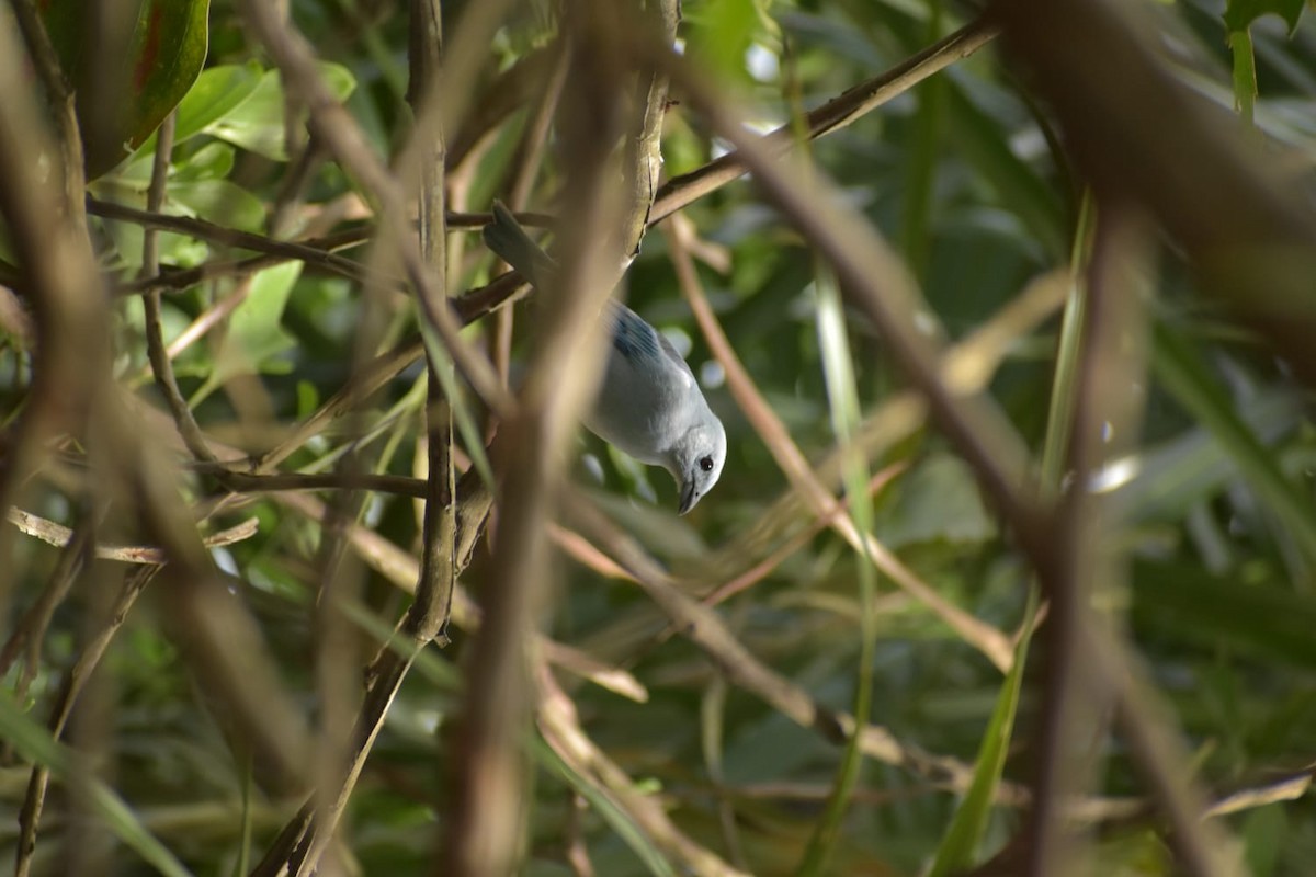 Blue-gray Tanager - ML618969795
