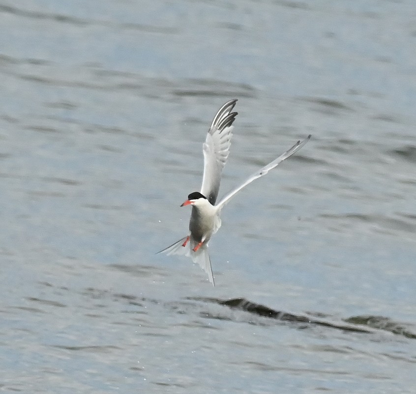 Common Tern - ML618969801