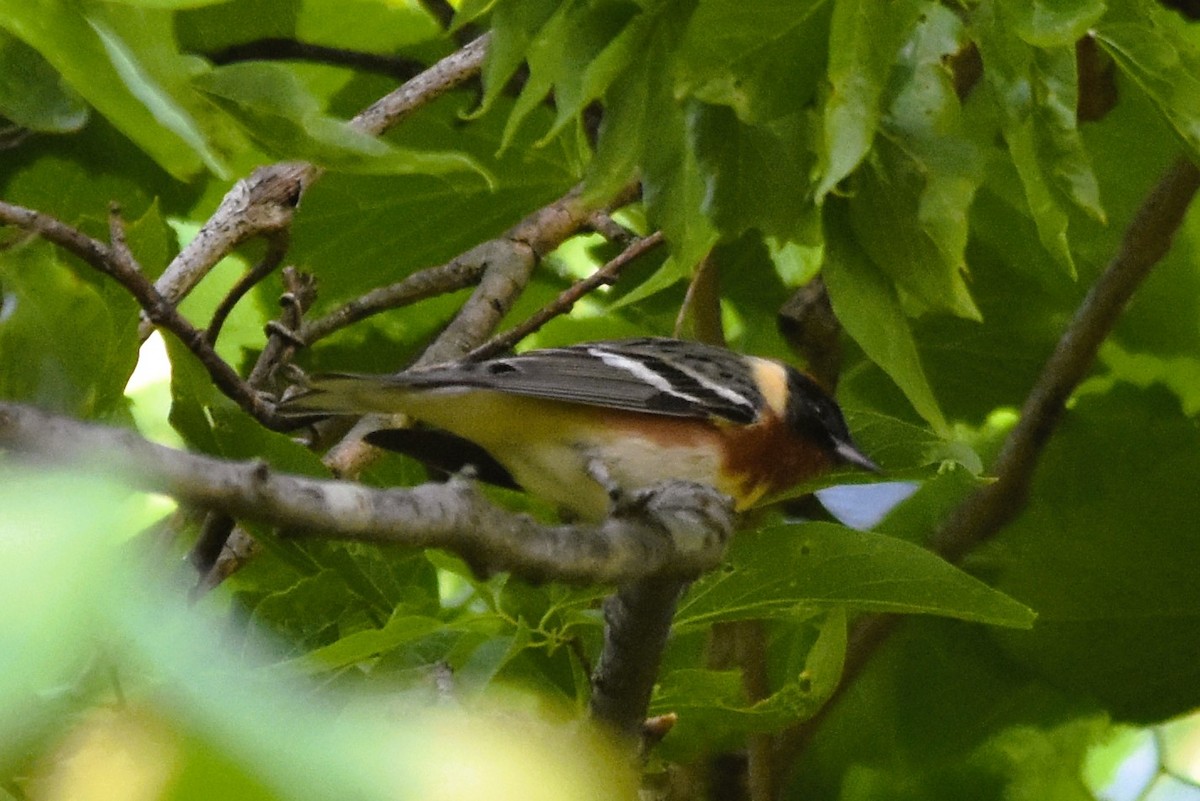 Bay-breasted Warbler - ML618969845