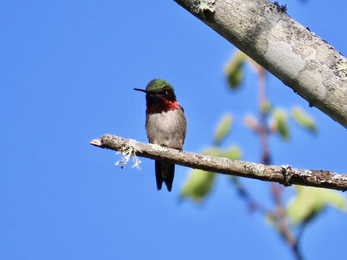 Ruby-throated Hummingbird - ML618969859
