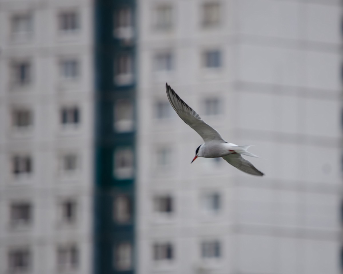 Common Tern - Анастасия Яковлева
