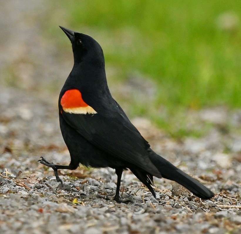 Red-winged Blackbird - ML618969861