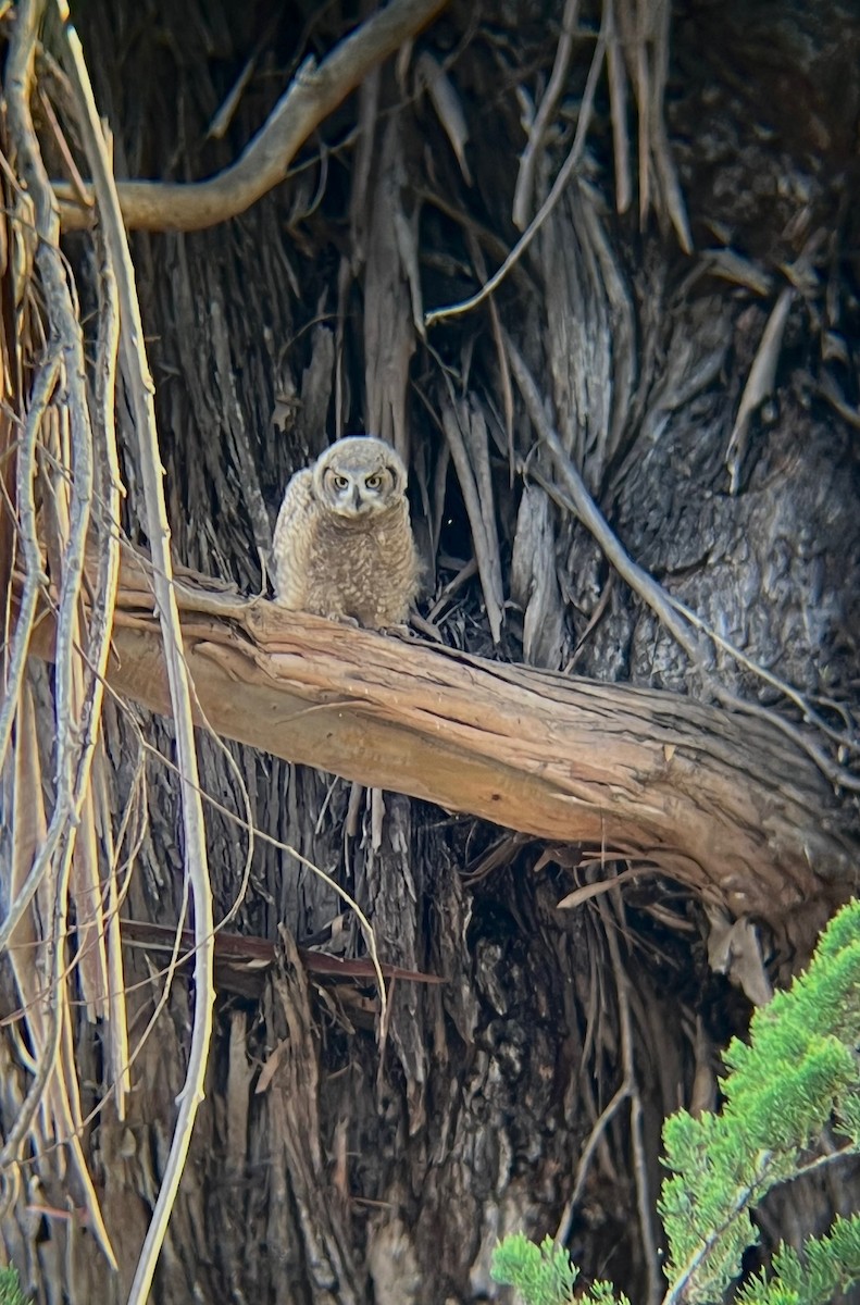 Great Horned Owl - ML618969863