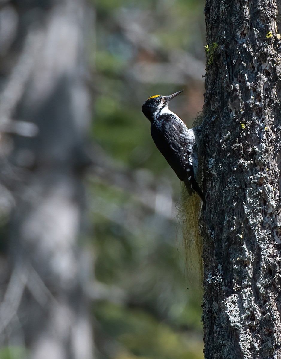 Black-backed Woodpecker - ML618969887