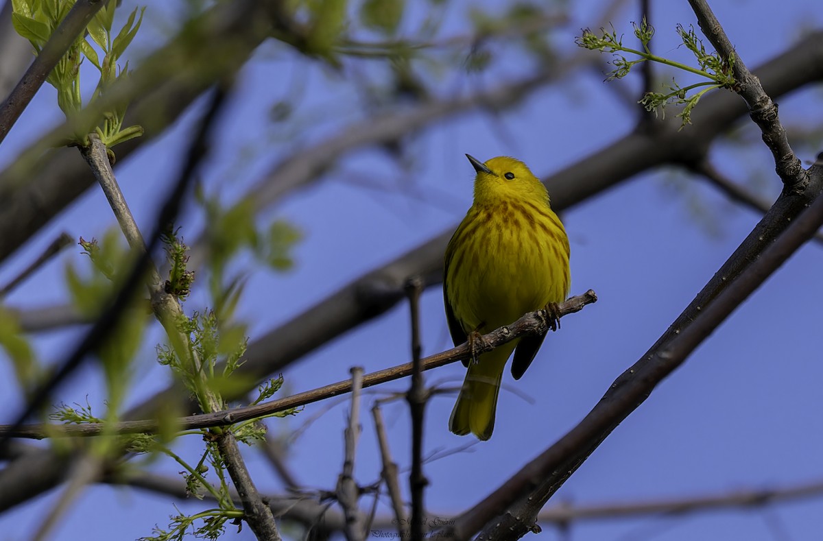 Yellow Warbler - Michel Guérin