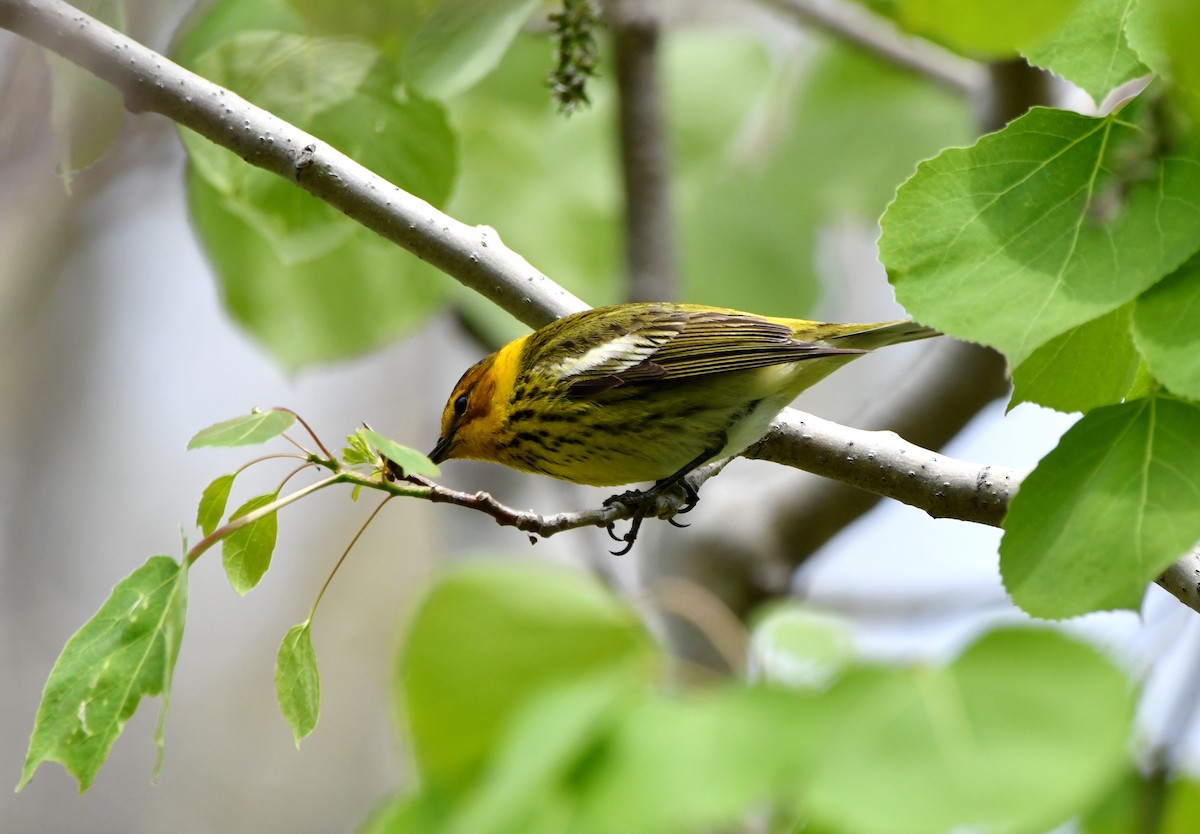 Cape May Warbler - ML618969917