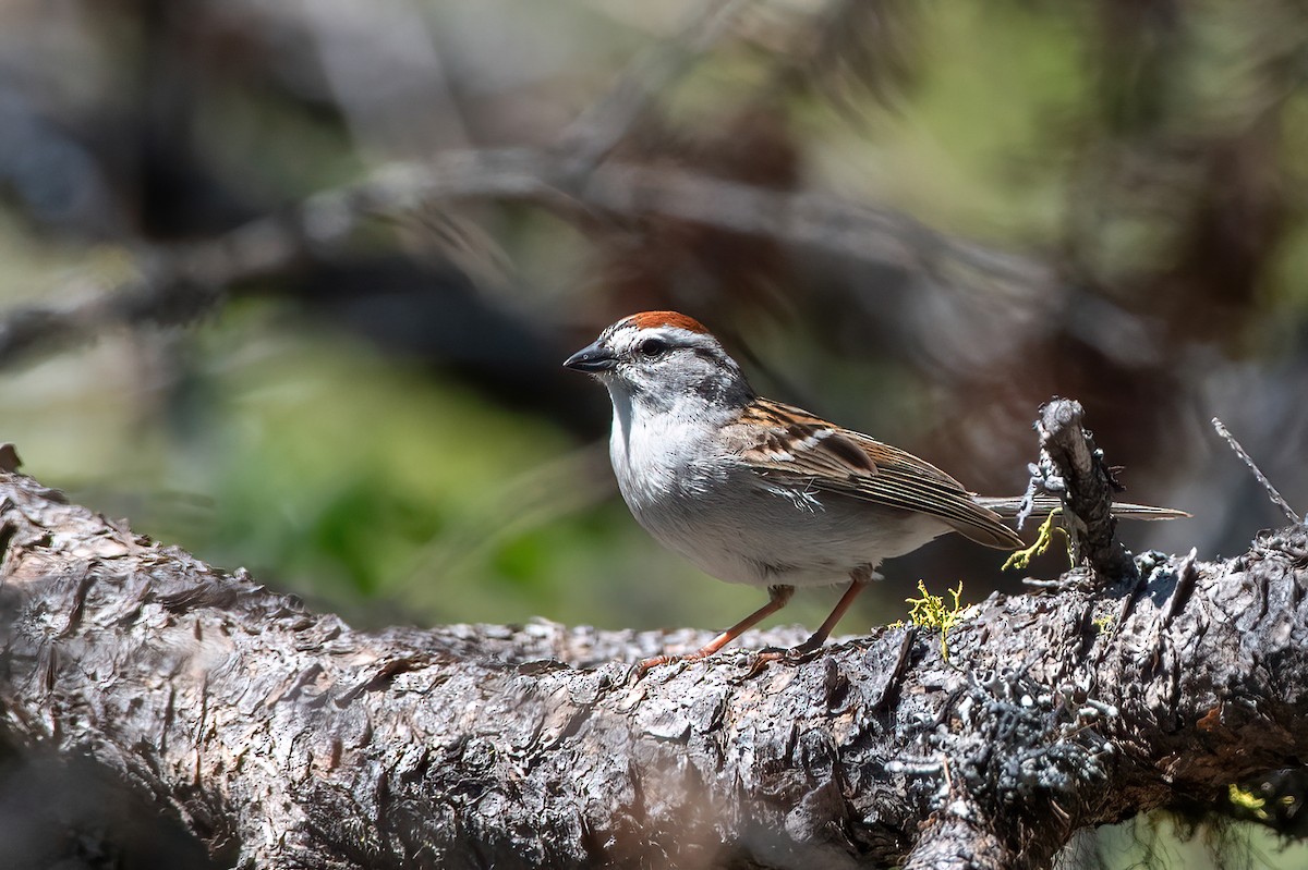Chipping Sparrow - ML618969921