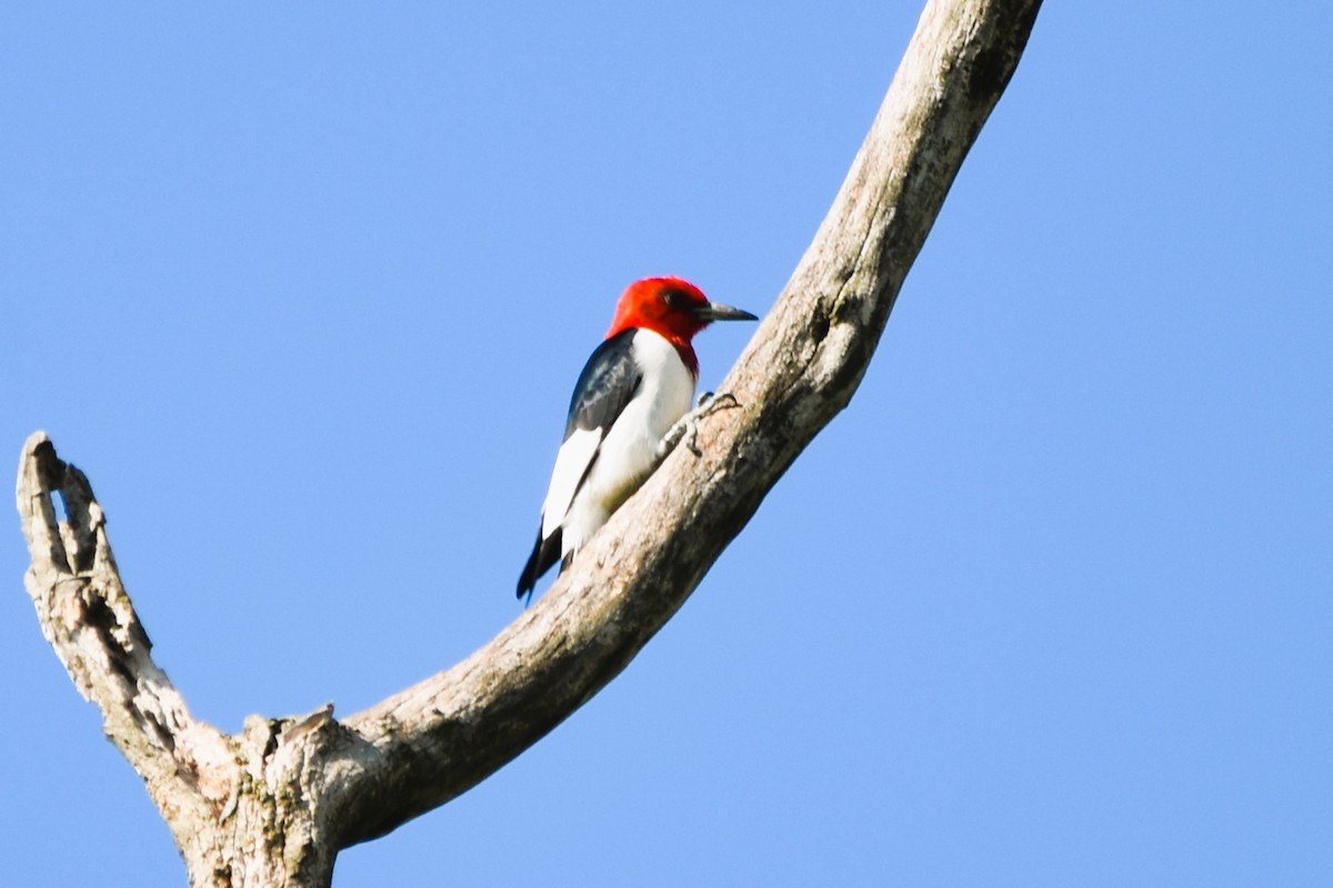 Red-headed Woodpecker - ML618969926