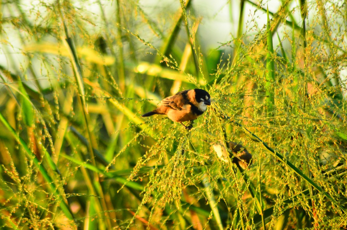 Rusty-collared Seedeater - ML618970000