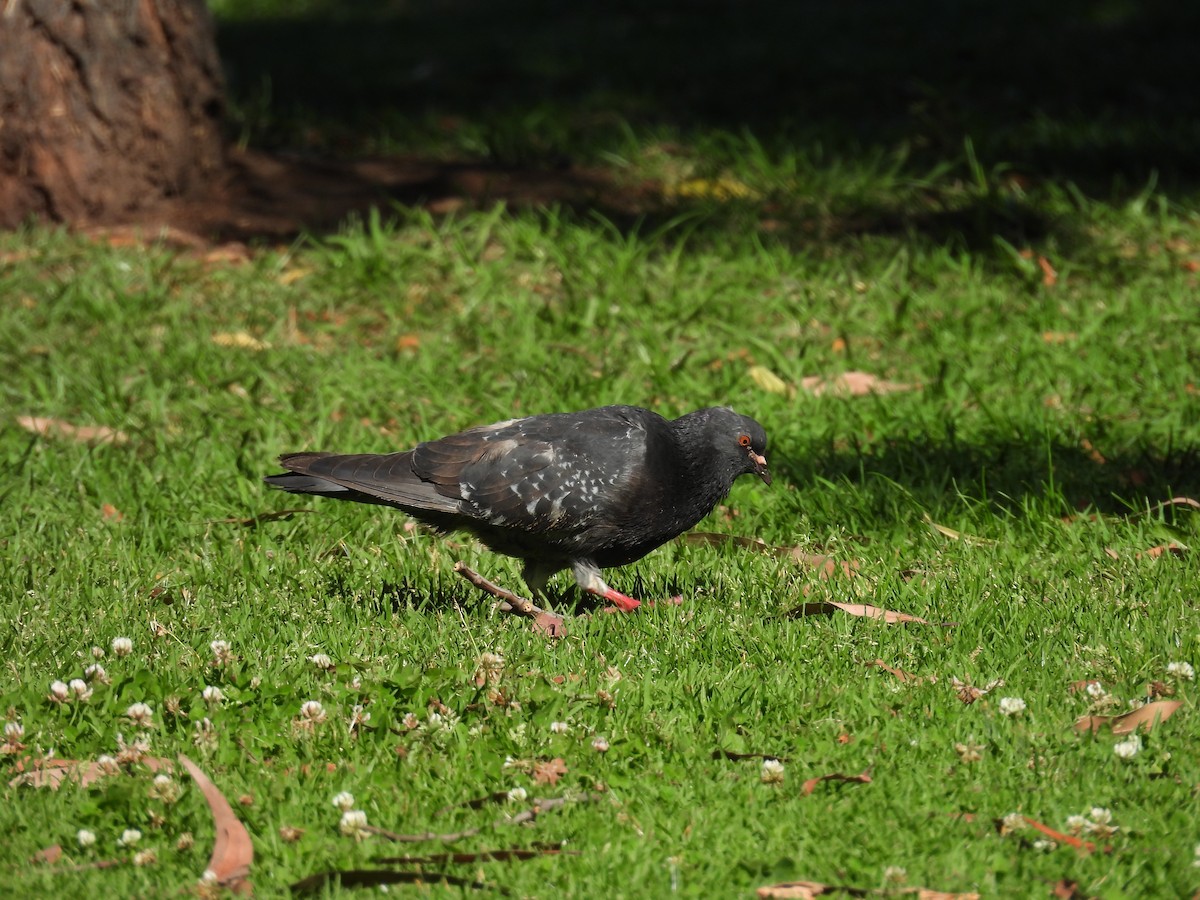 Rock Pigeon (Feral Pigeon) - ML618970001