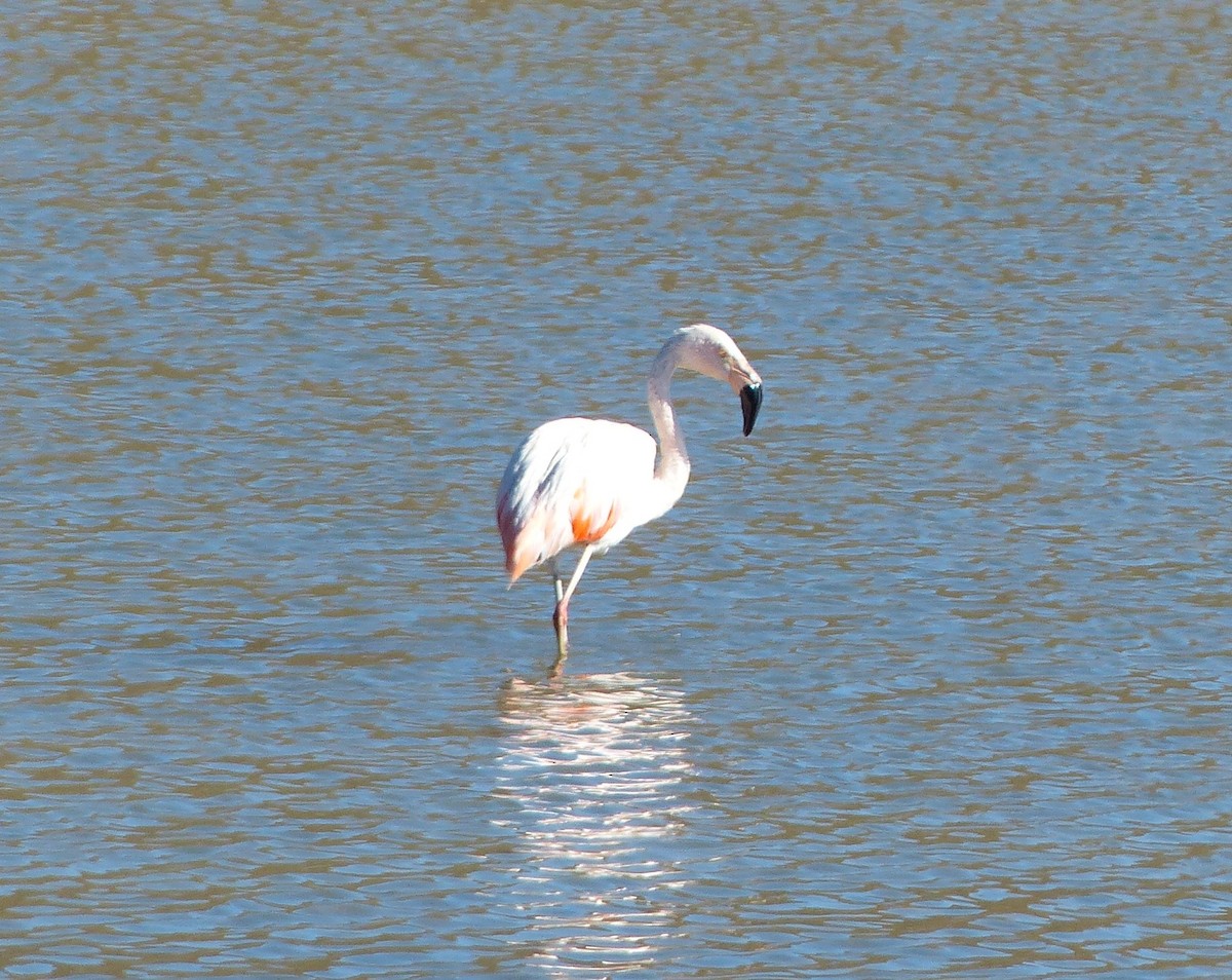 Chilean Flamingo - ML618970095