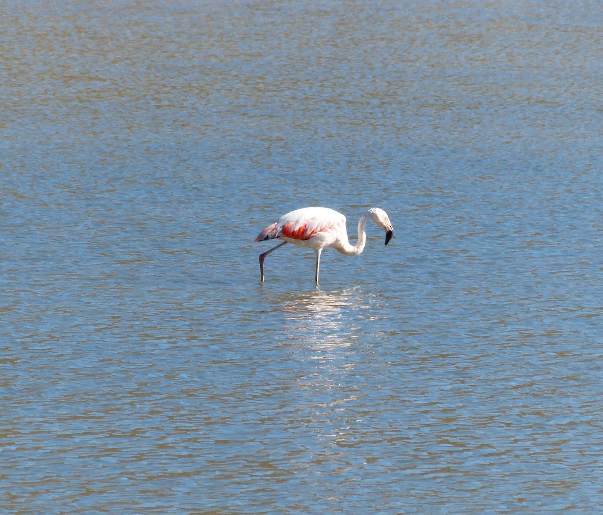 Şili Flamingosu - ML618970096