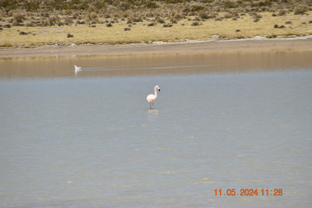 Chilean Flamingo - Reynaldo Valdivia Reyes