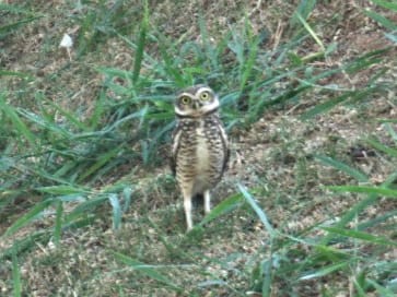 Burrowing Owl - ML618970101