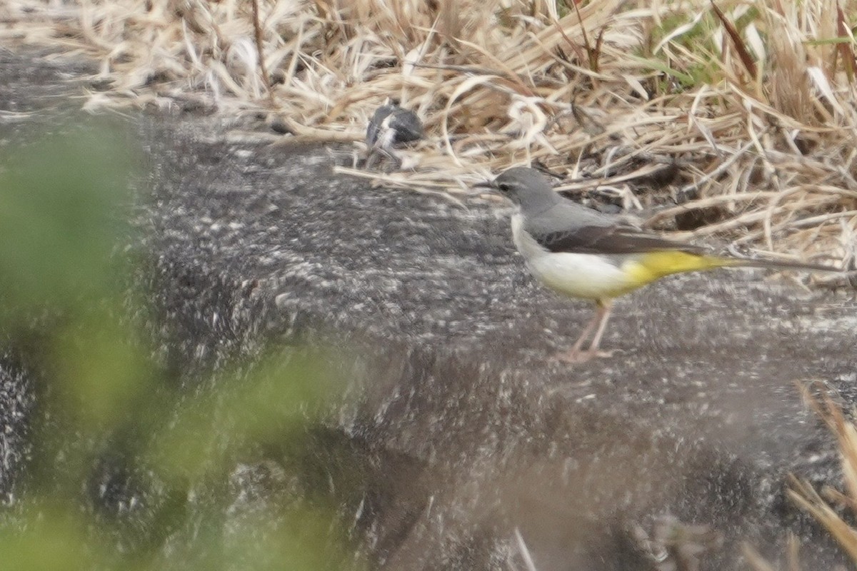 Gray Wagtail - Cliff Halverson